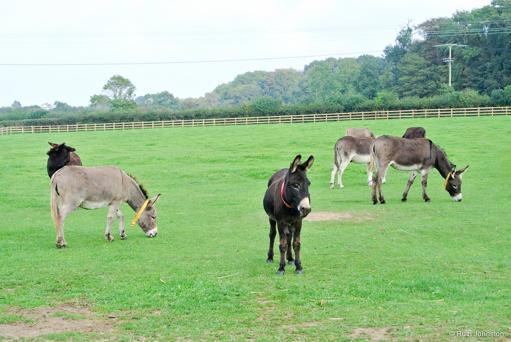 Donkey Sanctuary